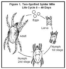 What are the stages in the life cycle of a spider?