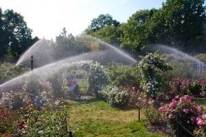 Watering-the-roses